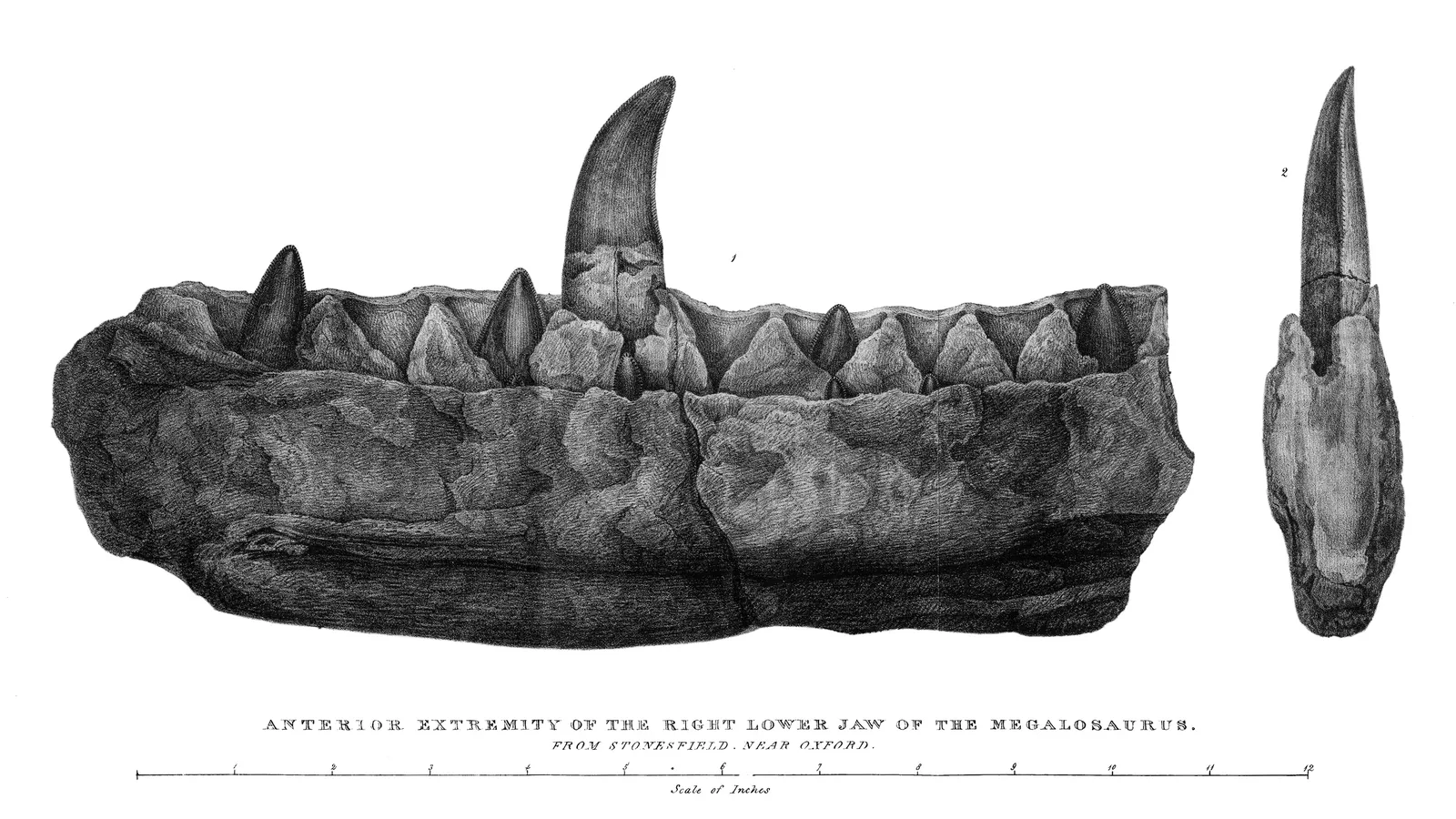 1824 engraving of the front of Megalosaurus's right lower jaw with curved teeth