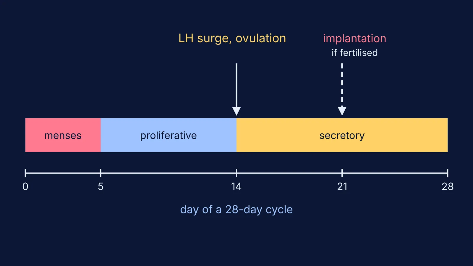 28-day menstrual cycle timeline marking menses, ovulation at day 14 and implantation