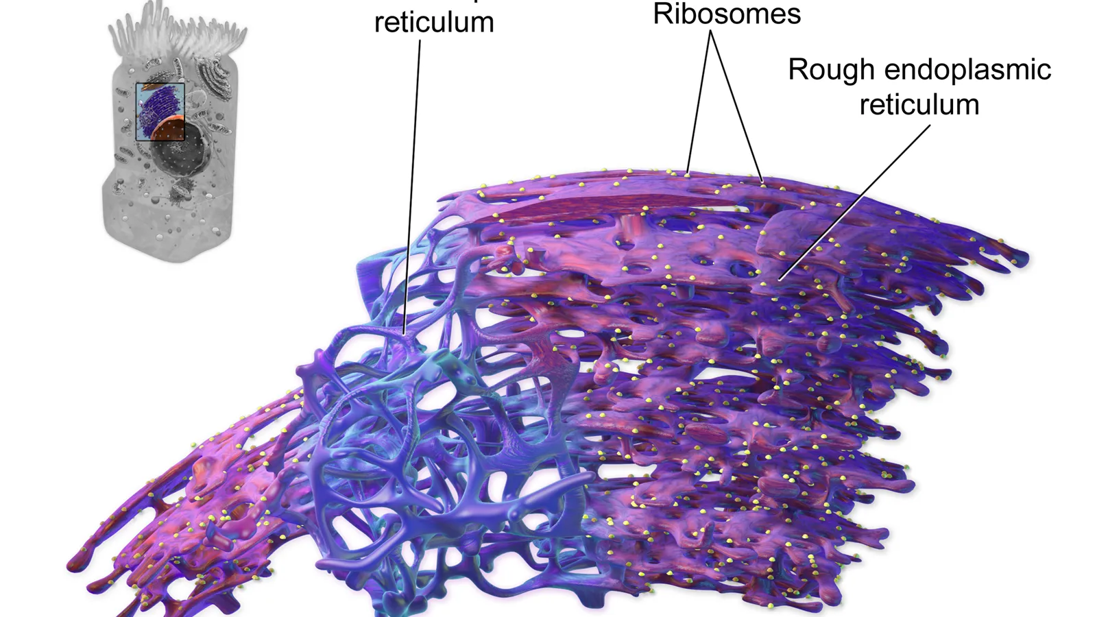 3D illustration of rough and smooth endoplasmic reticulum with ribosomes labelled