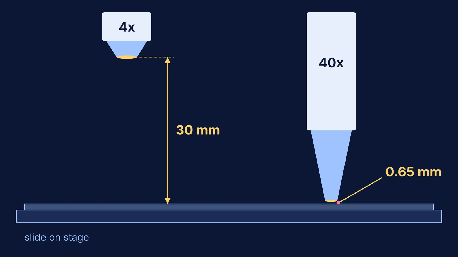 4x and 40x objective lenses above a slide, gaps drawn to scale