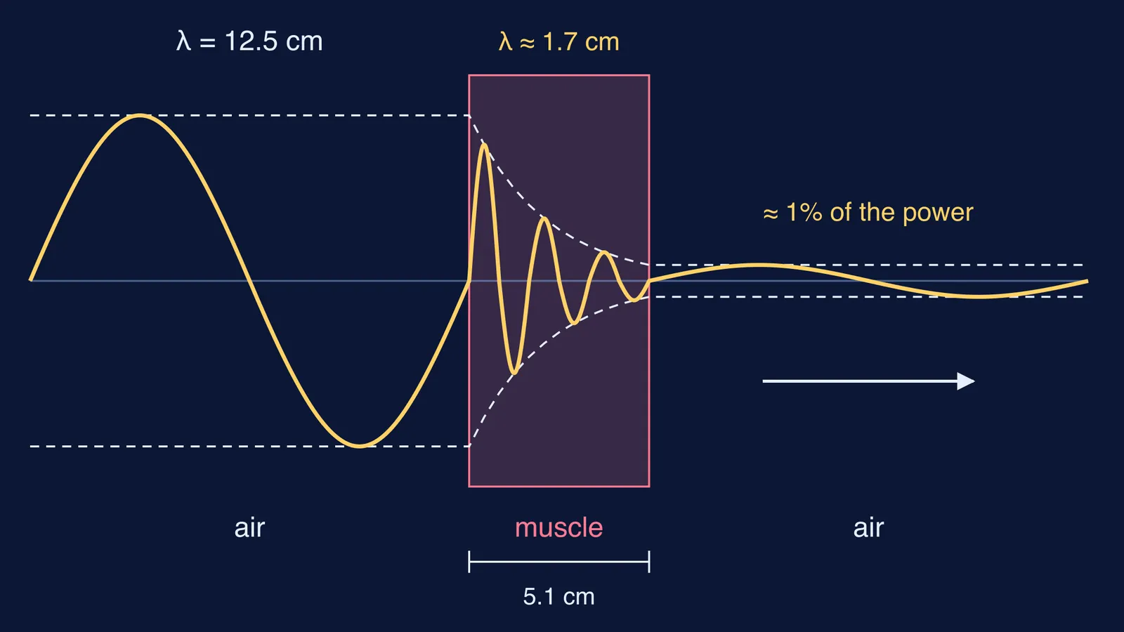 A 2.4 GHz radio wave shrinking and fading as it passes through muscle