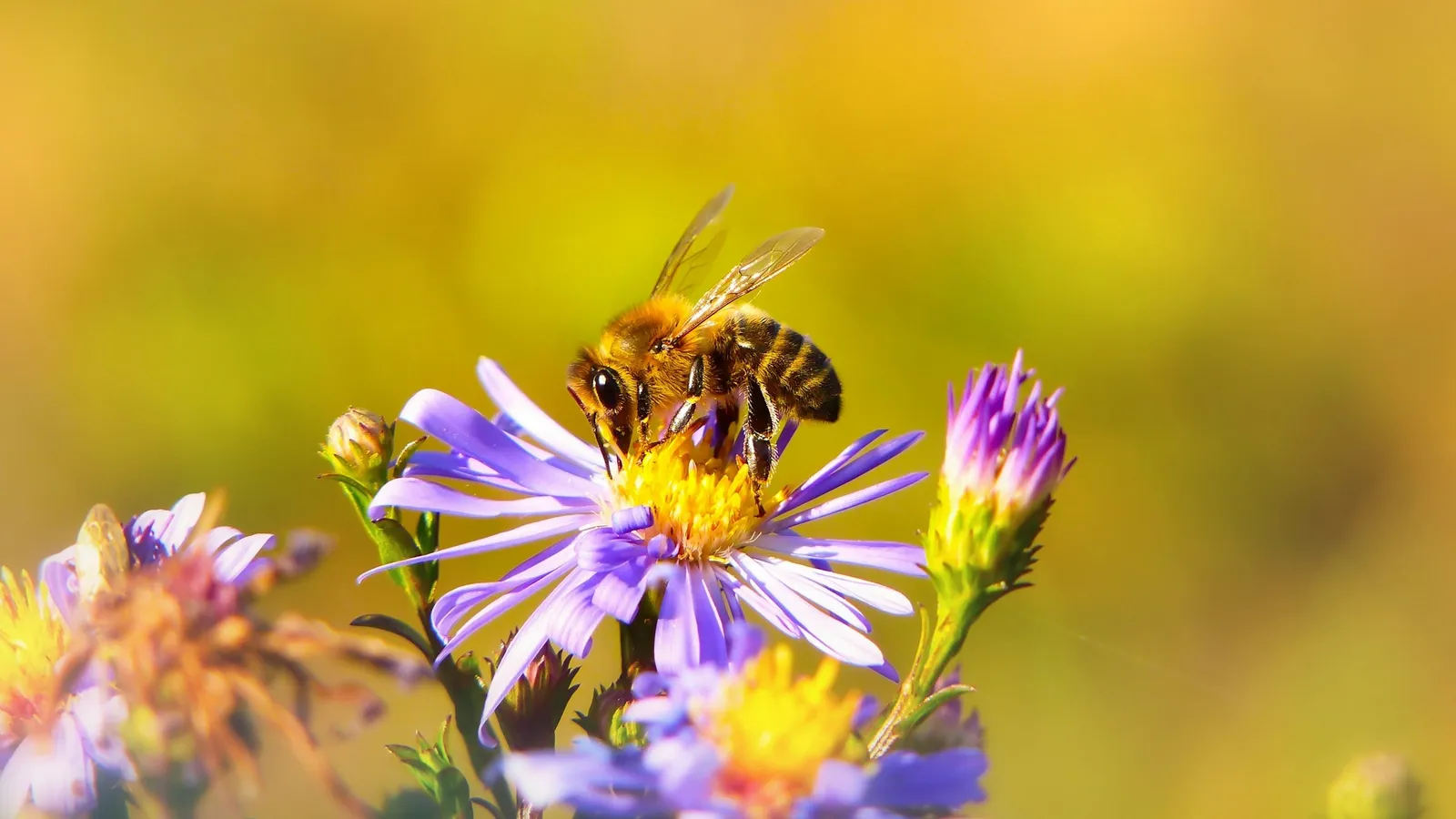 A bee feeding on small purple flowers