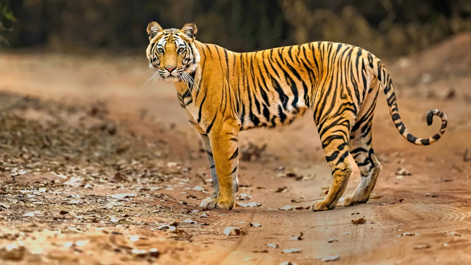 A Bengal tiger walking along a dusty forest track