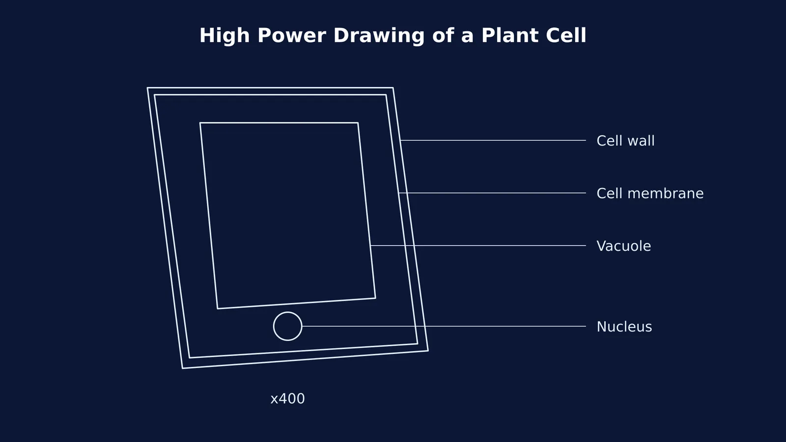 A biological drawing of a plant cell with unshaded outlines and right-aligned labels