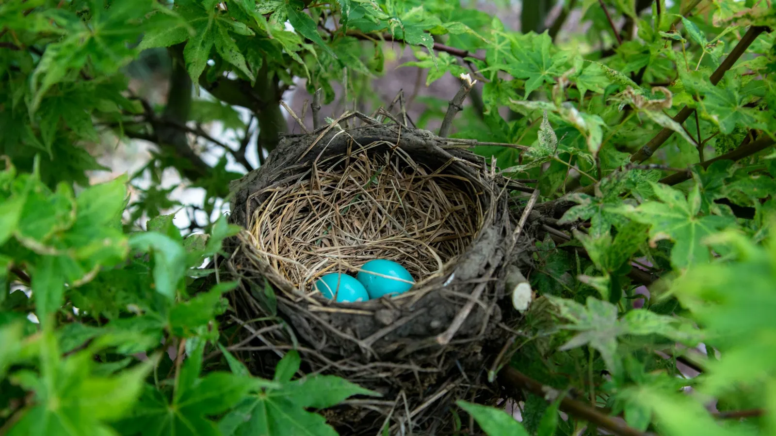 A bird nest with blue eggs among green leaves