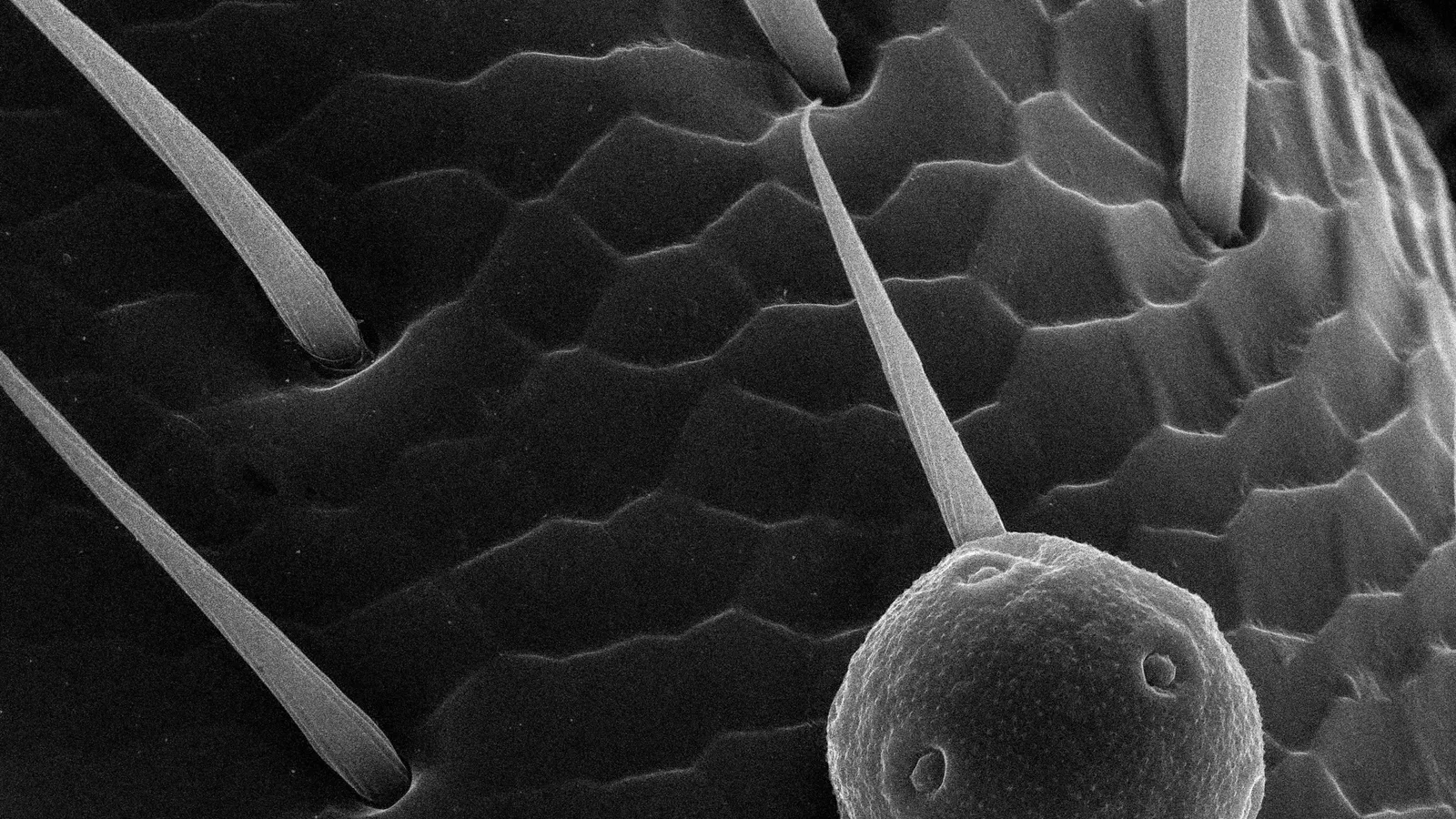 A black-and-white electron microscope image of a tiny surface
