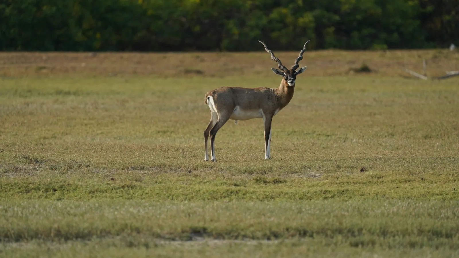 A blackbuck standing in open grassland