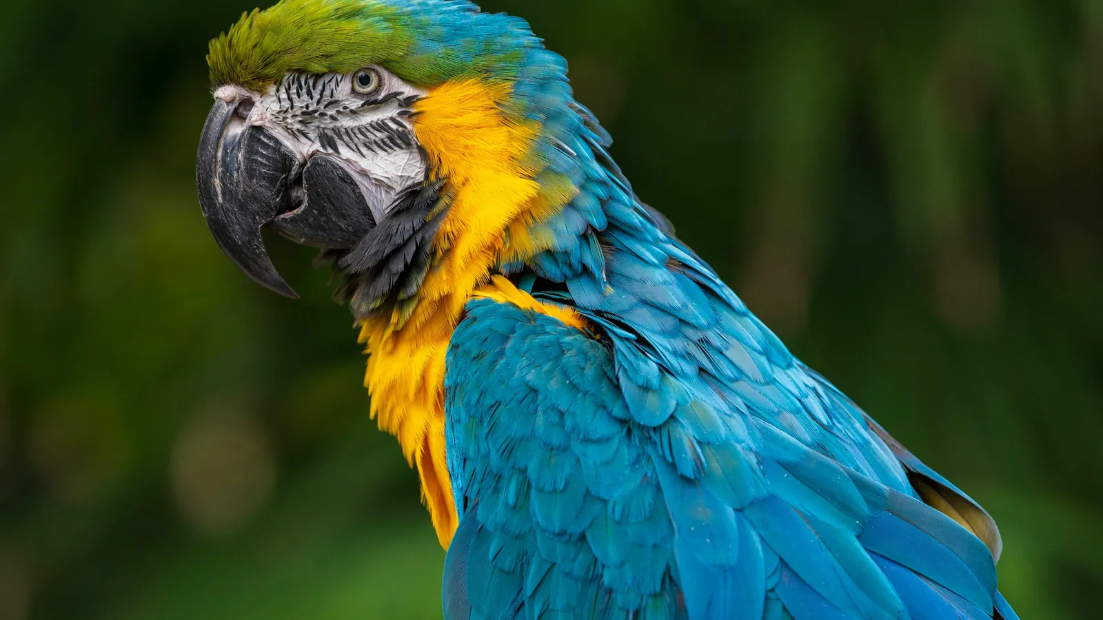 A blue and yellow macaw perched among leaves