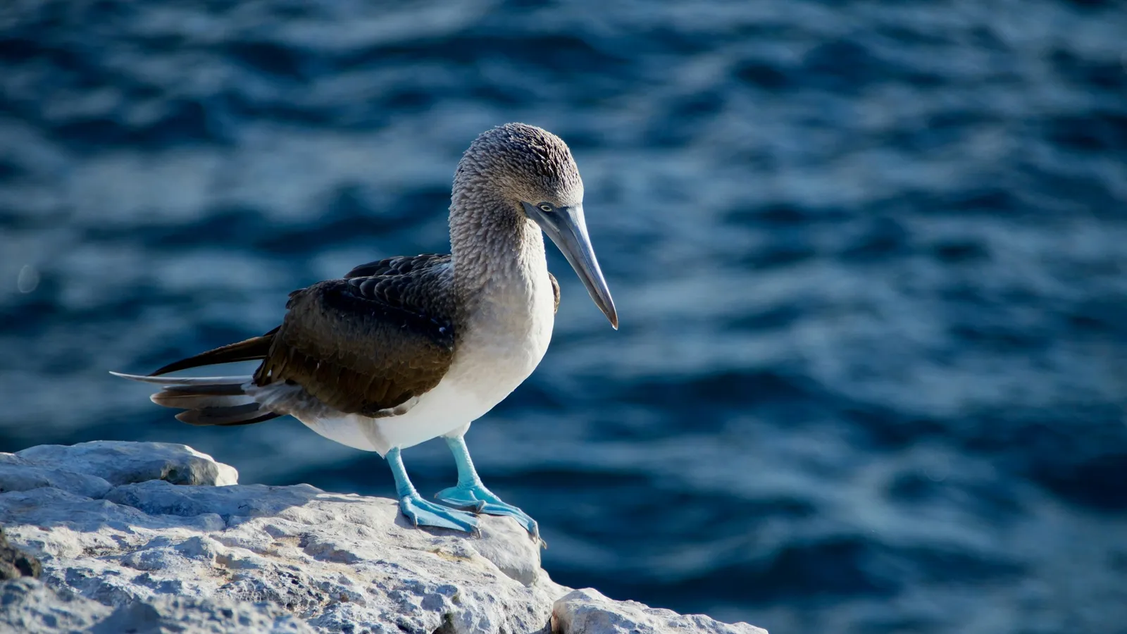 A blue-footed booby on rocks in the Galapagos