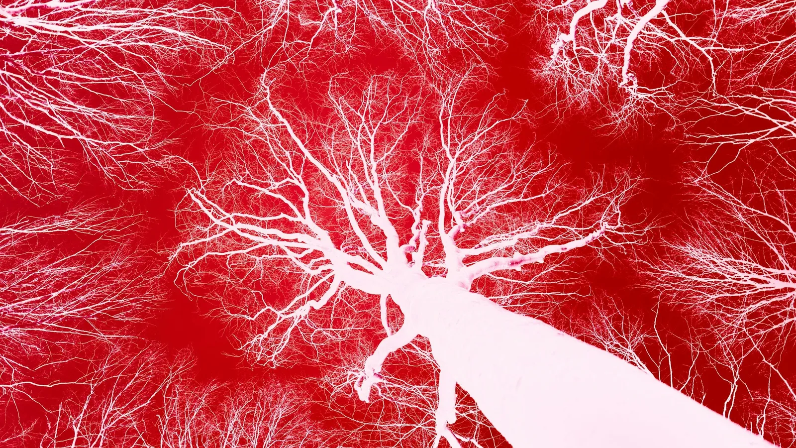 A branching network of fine red blood vessels