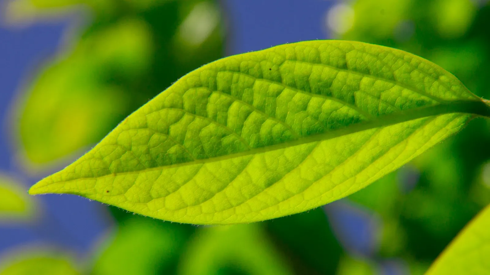 A bright green leaf lit by sunlight
