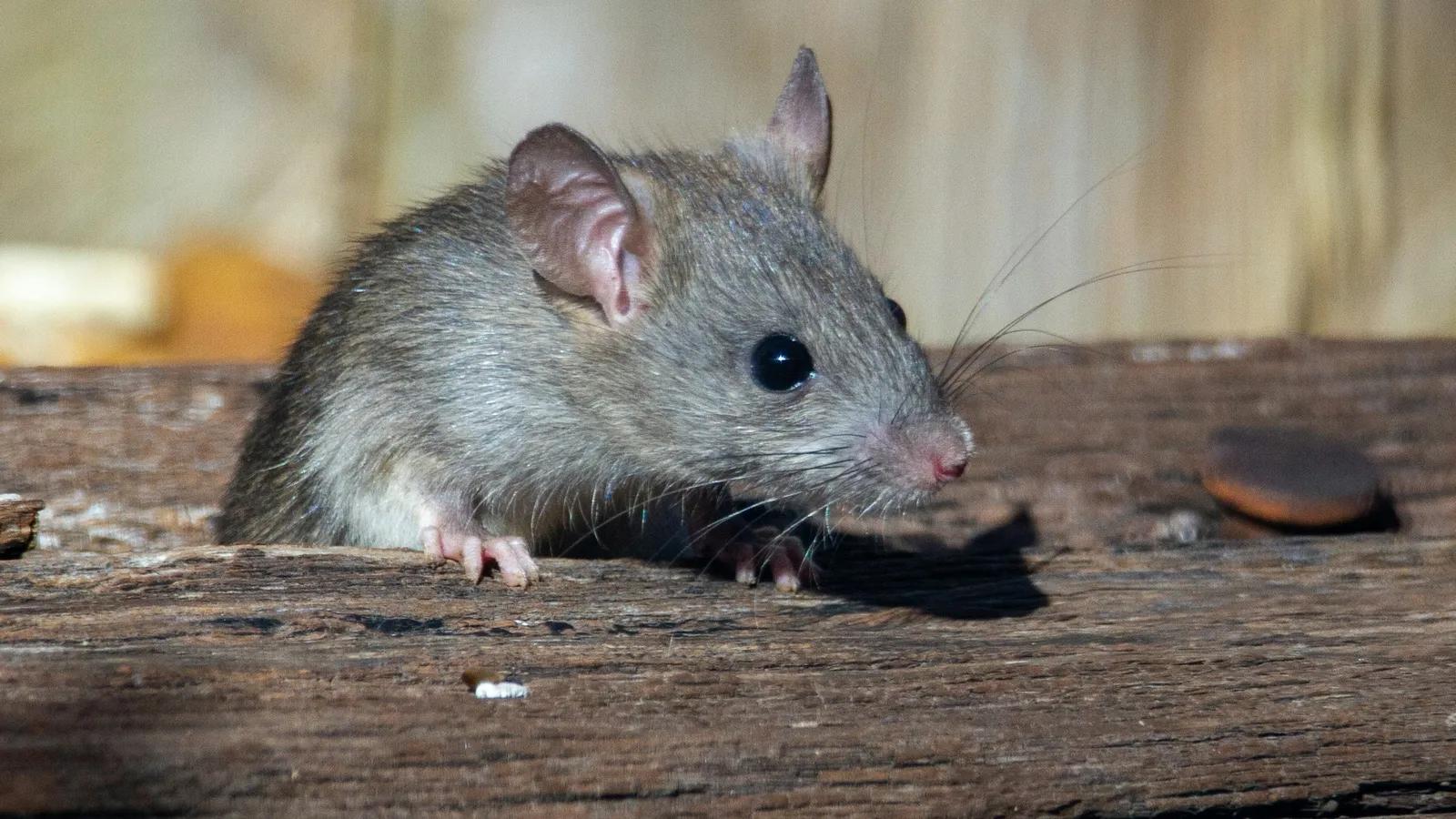 A brown rat on a wooden ledge