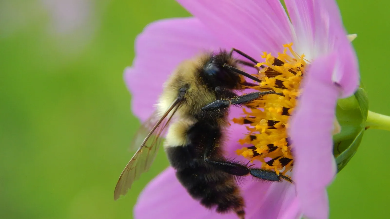 A bumblebee feeding on a pink flower