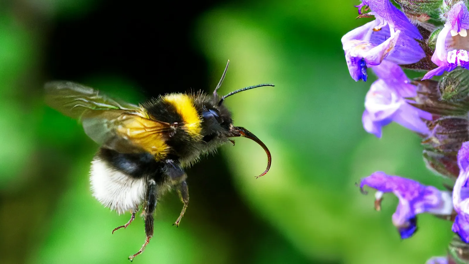 A bumblebee visiting purple flowers
