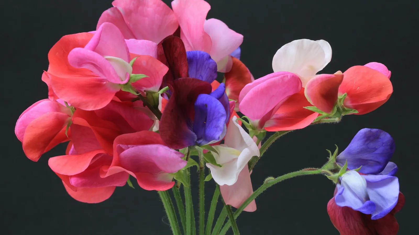 A bunch of sweet pea flowers in pink and purple