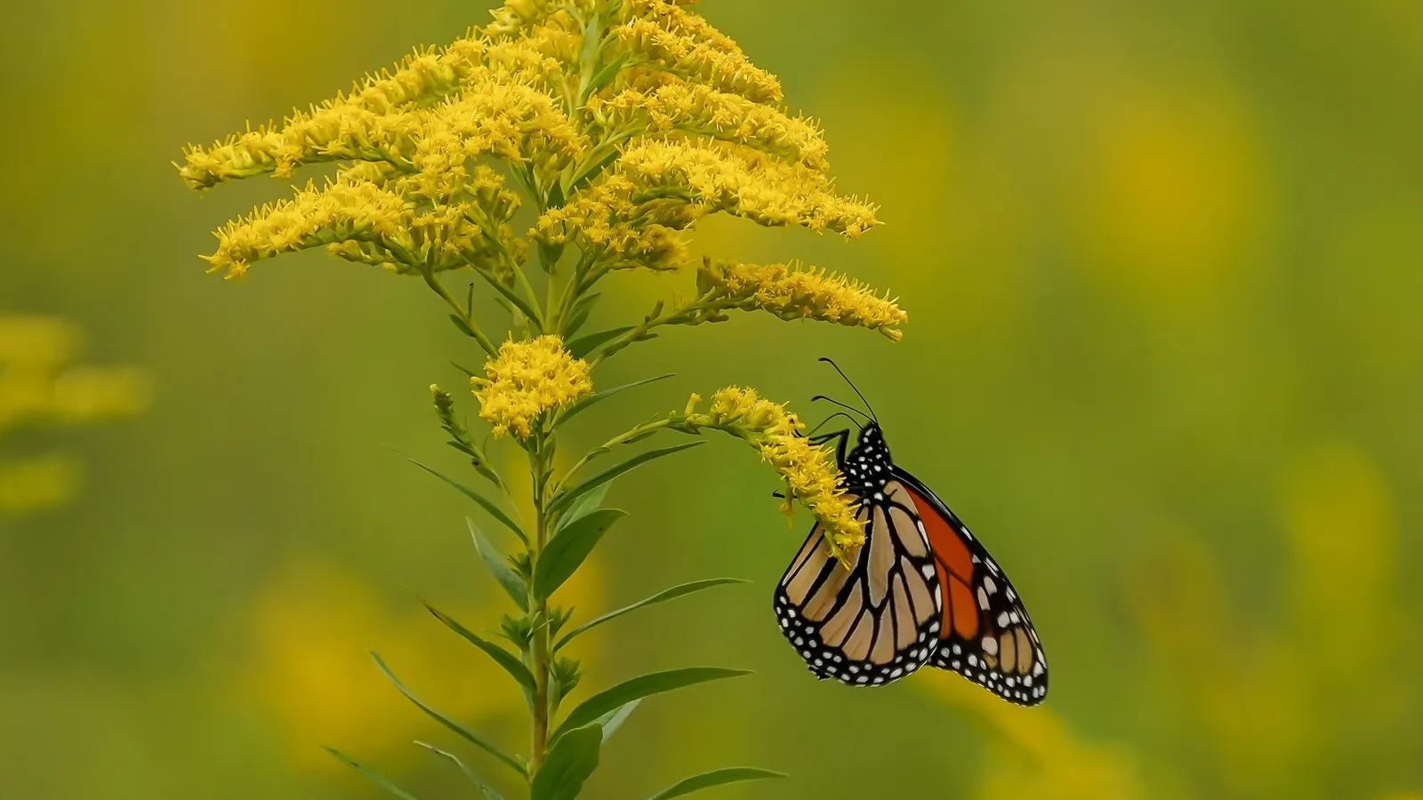 A butterfly on goldenrod flowers