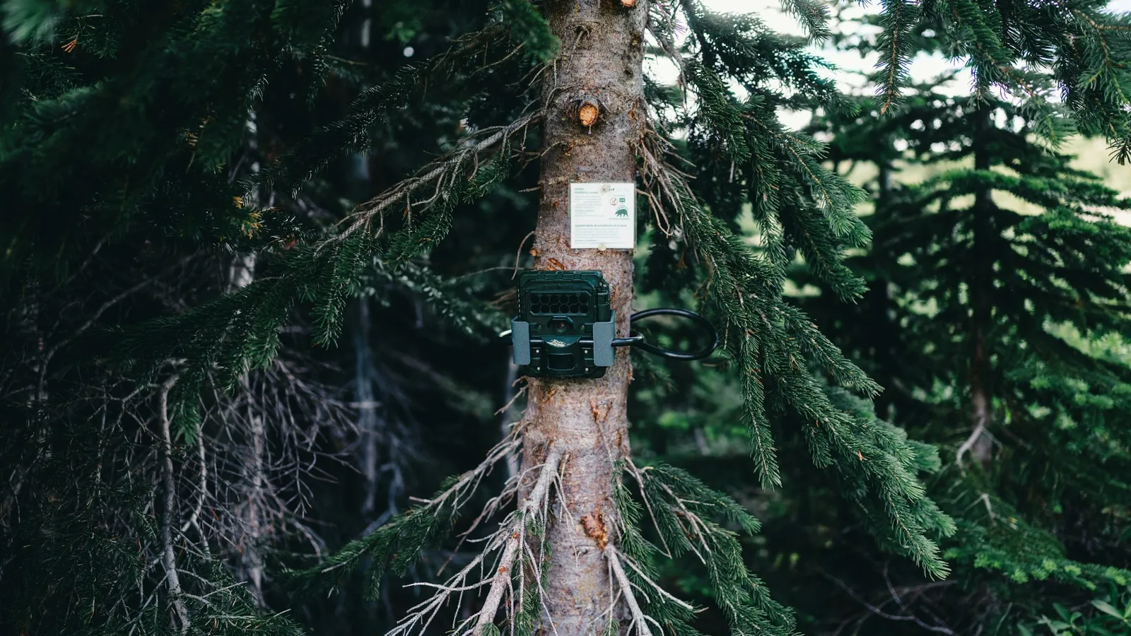 A camera trap strapped to a tree in a forest