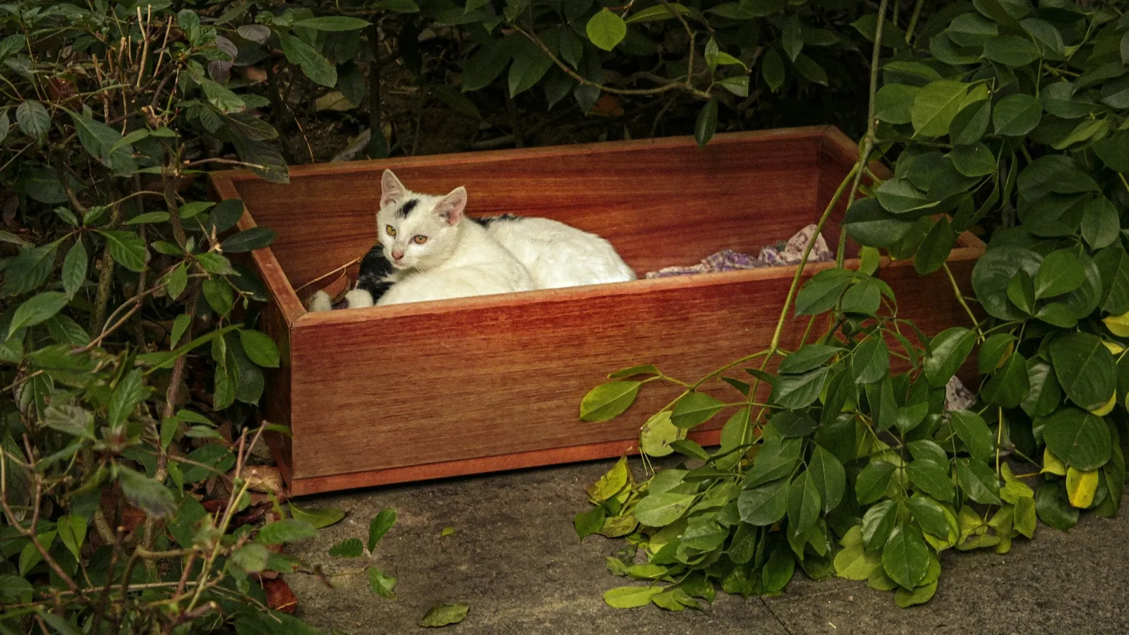 A cat sitting in a wooden box among green plants