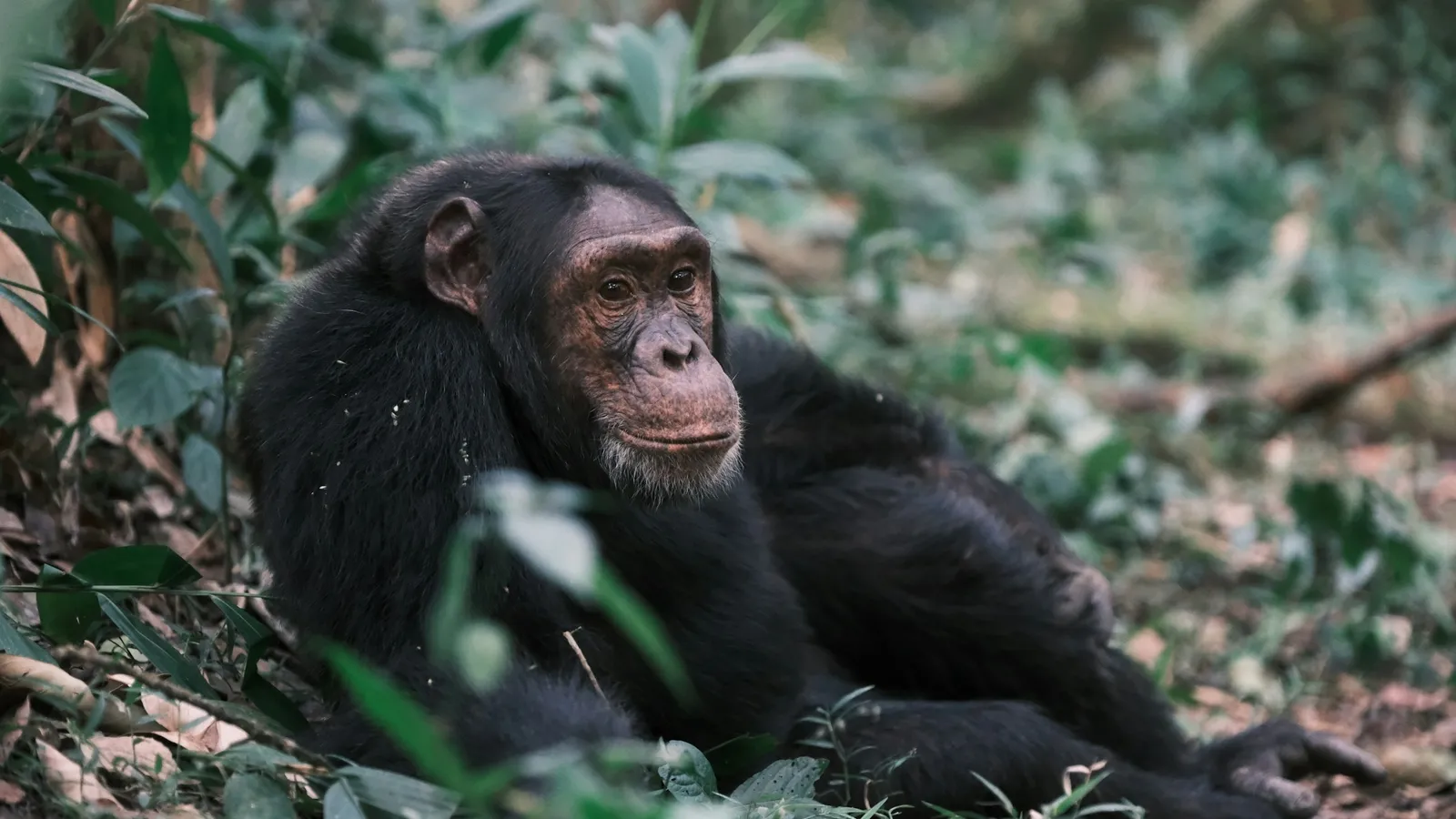 A chimpanzee resting on the forest floor