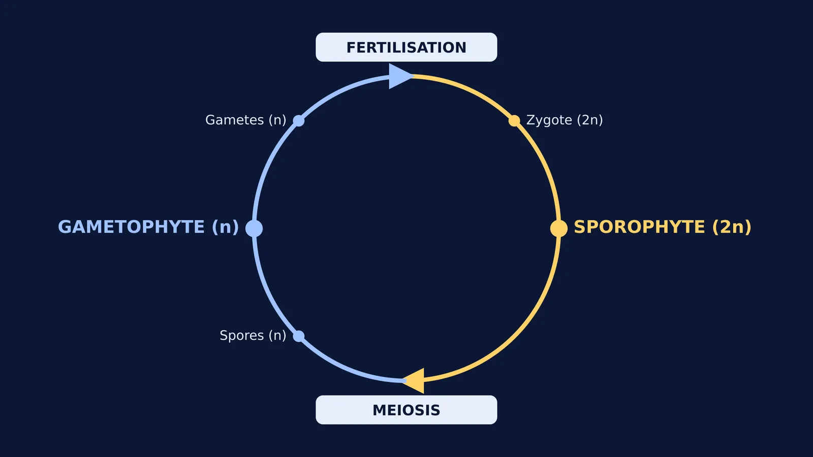 A circular diagram showing the alternation of generations in plants