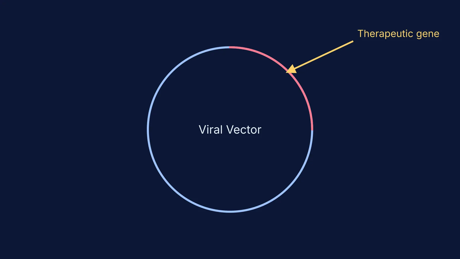 A circular viral vector with a highlighted therapeutic gene segment