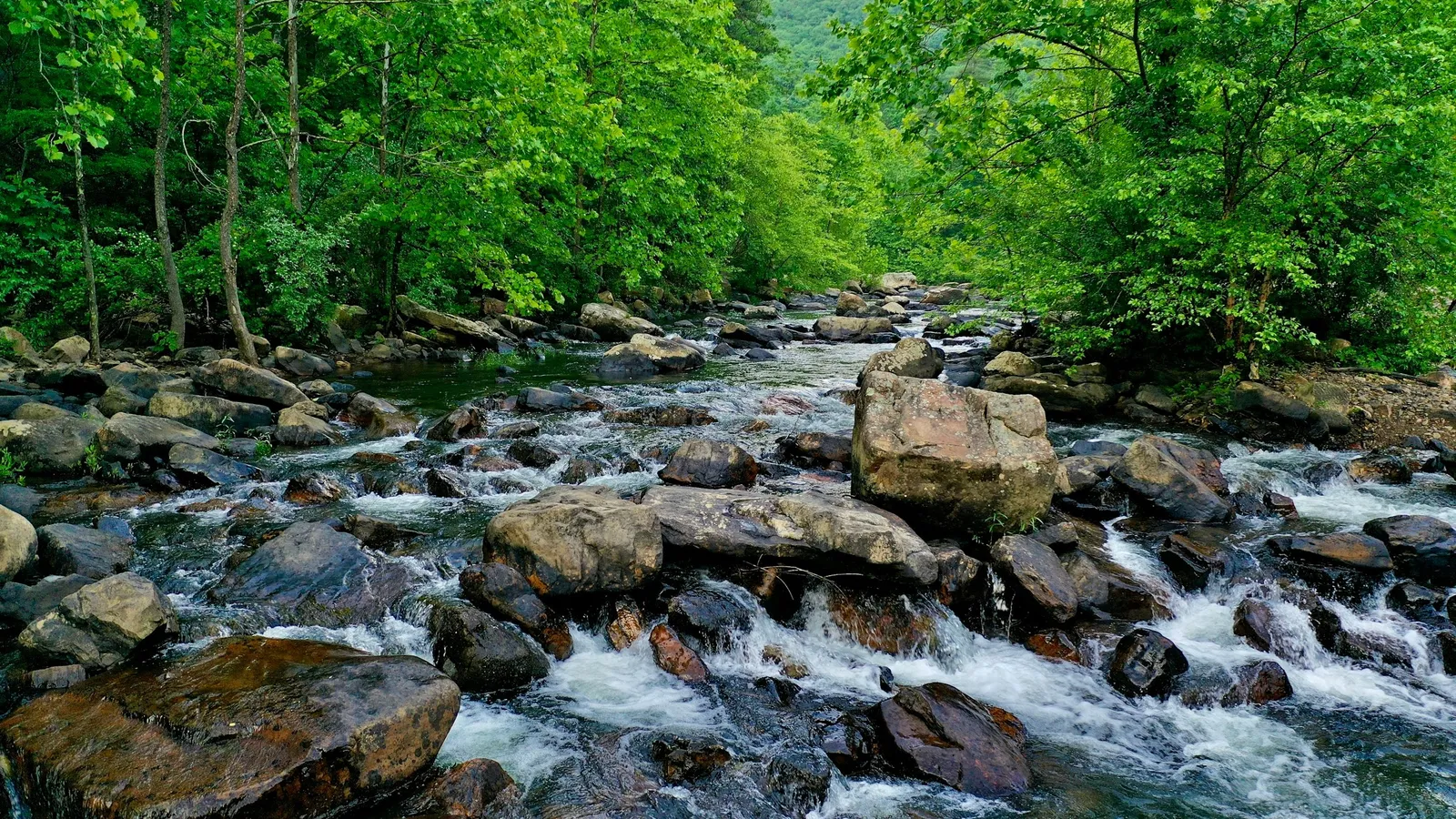 A clear stream flowing over rocks in a green forest