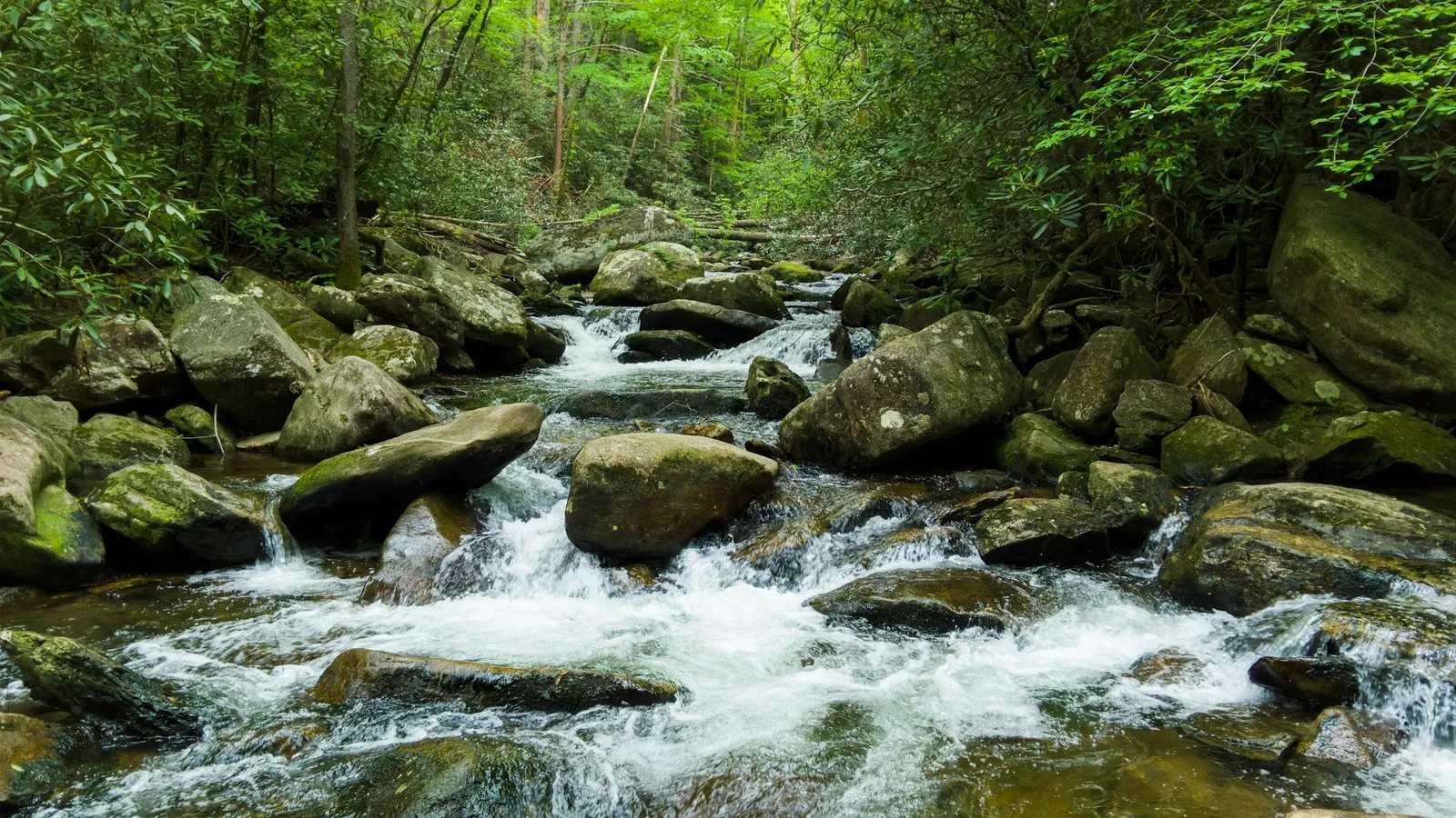 A clear stream running over mossy rocks