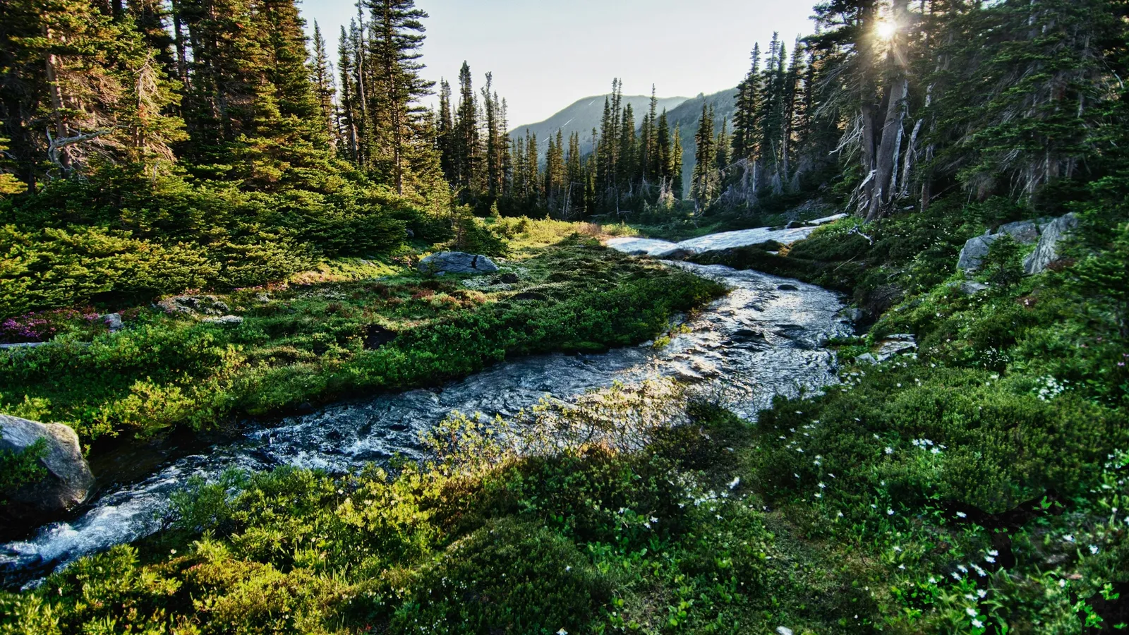 A clear stream winding through a green forest at sunrise
