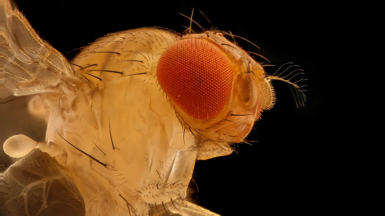 A close-up of a fruit fly with red eyes