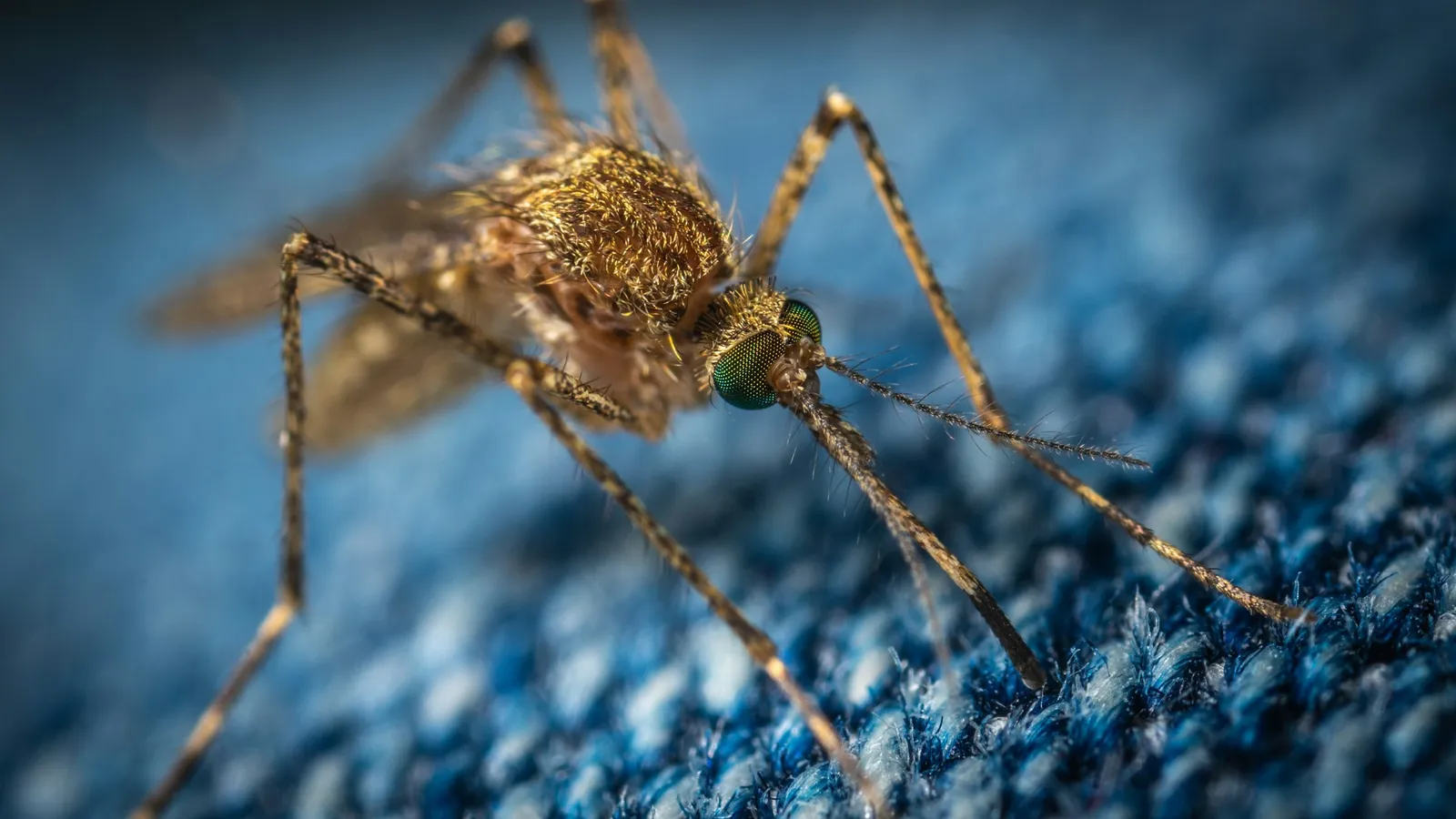 A close-up of a mosquito on blue fabric