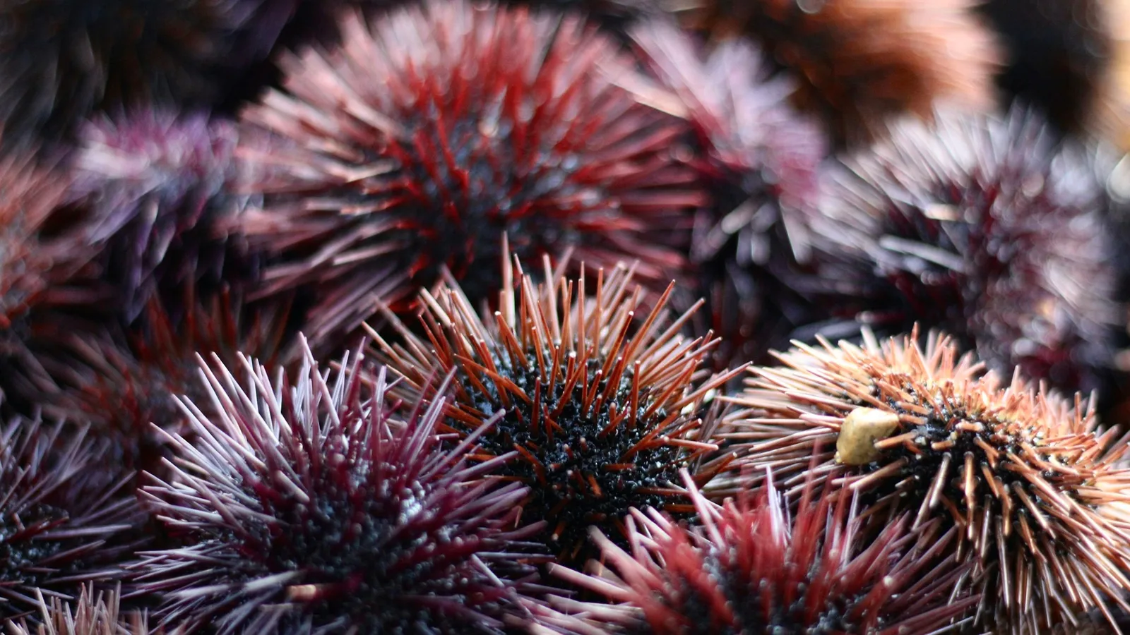 A cluster of spiny sea urchins