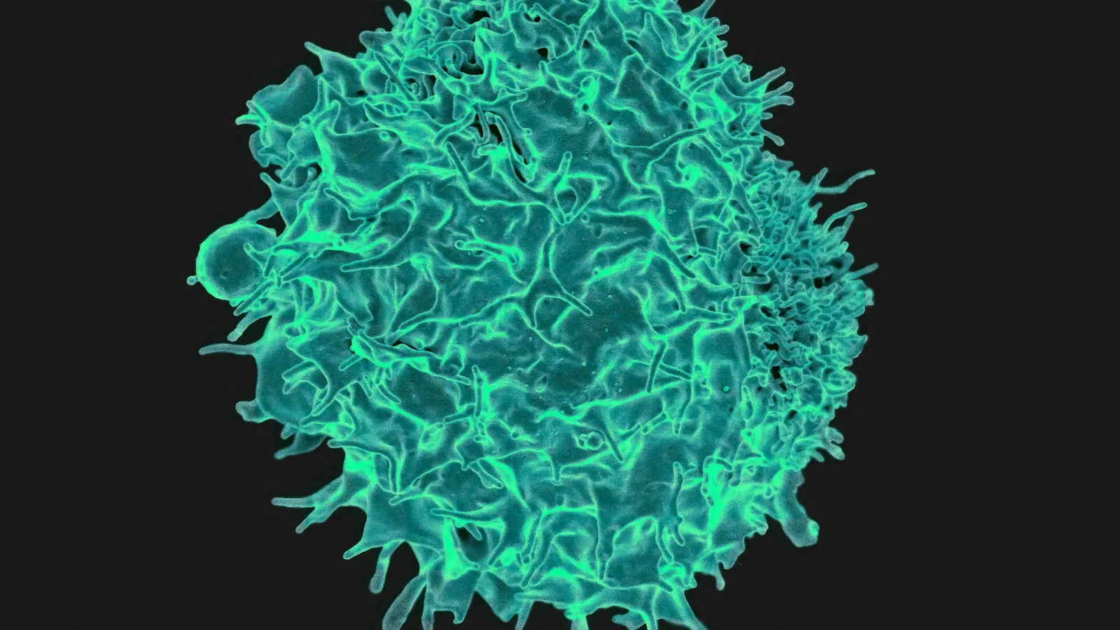 A coloured microscope image of a single immune cell