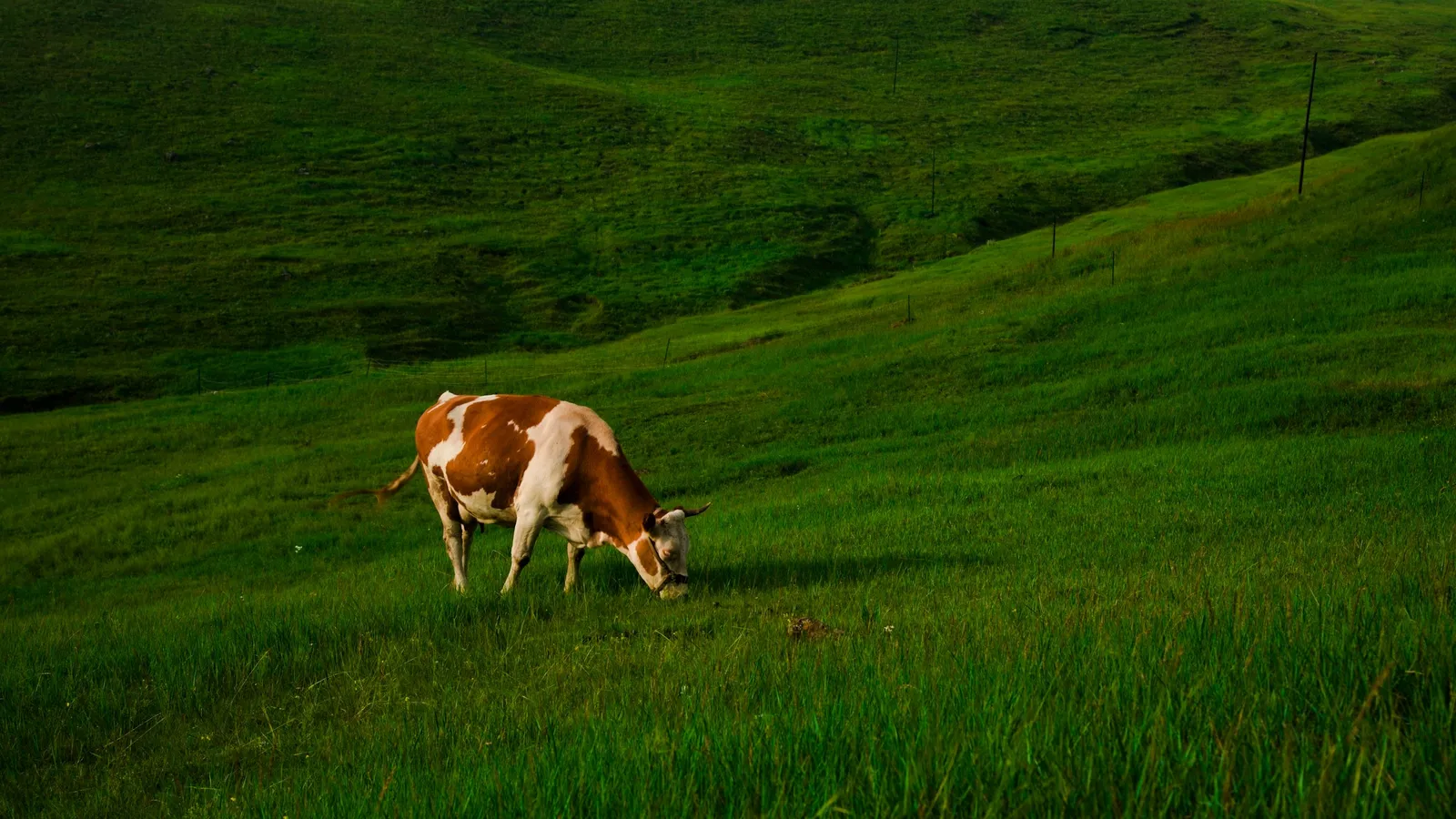 A cow grazing on a green hillside