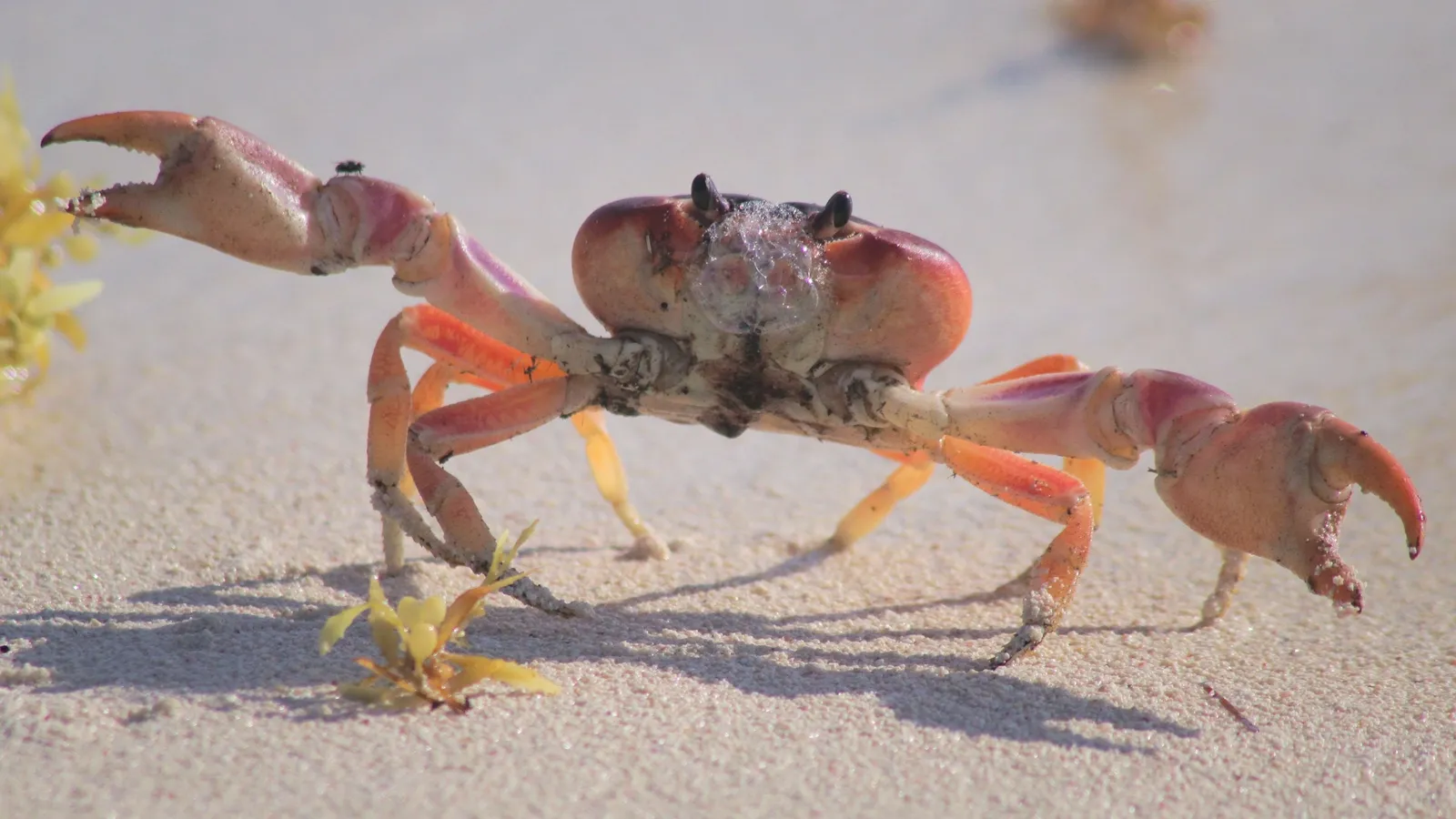 A crab walking on a sandy beach