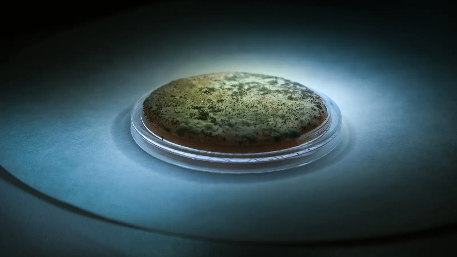 A culture dish lit from above in a dark lab