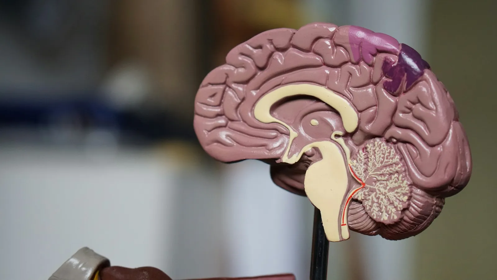 A cut-away model of the human brain