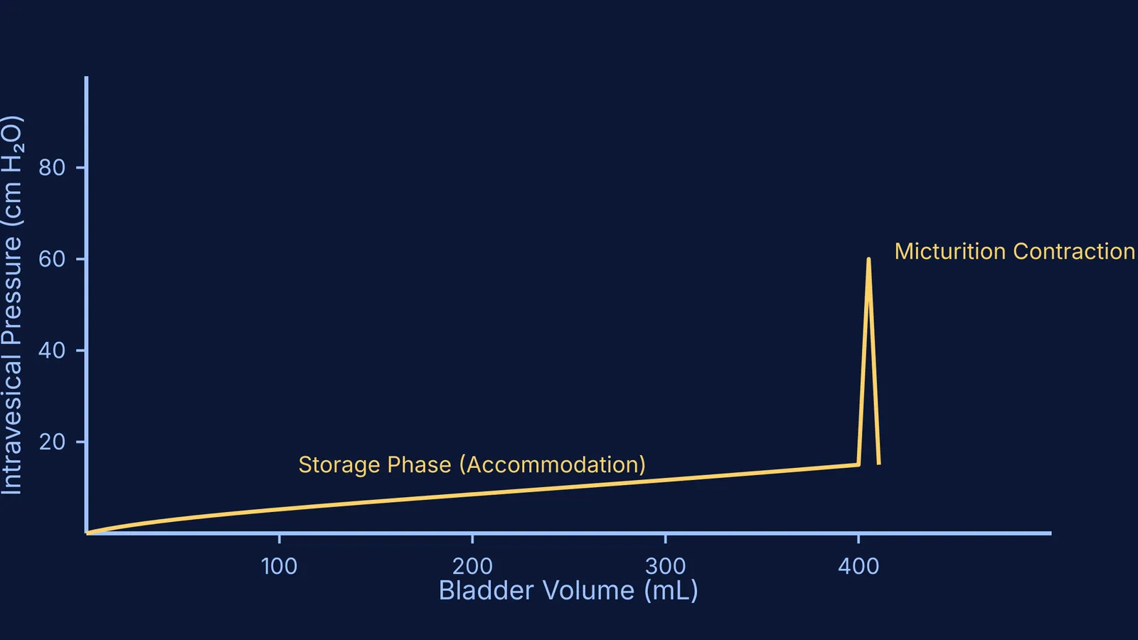 A cystometrogram graph showing bladder volume versus pressure during the storage and voiding phases