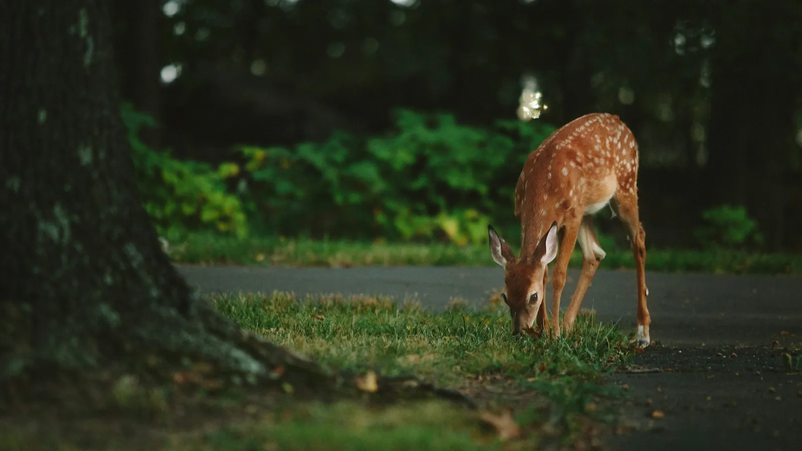 A deer grazing at the edge of a forest