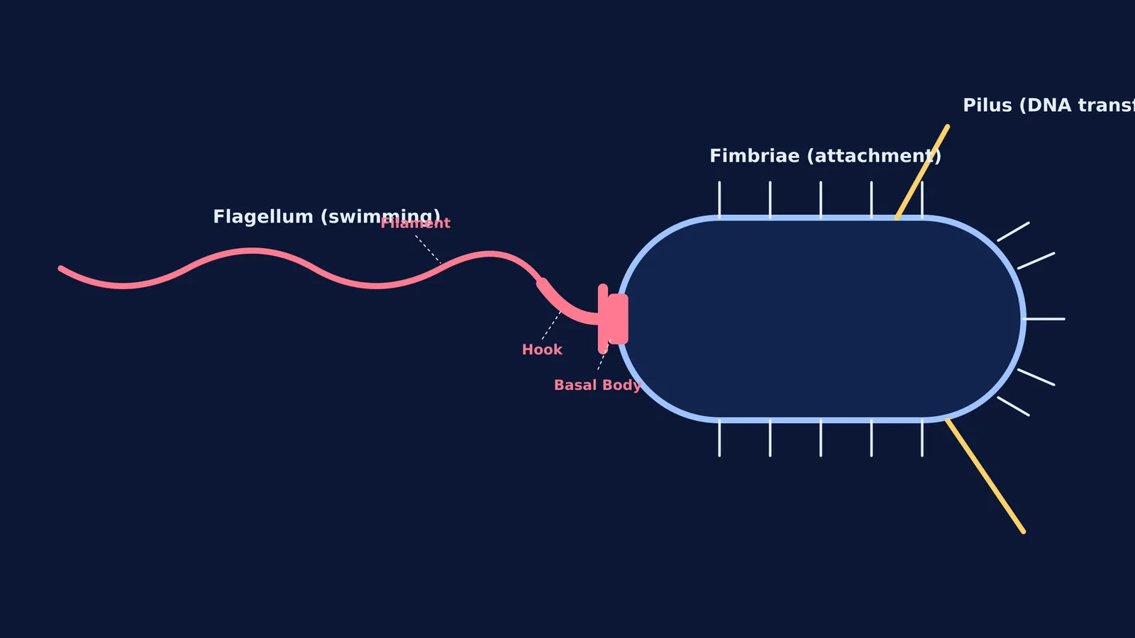 A diagram comparing a bacterial flagellum, fimbriae, and a pilus.