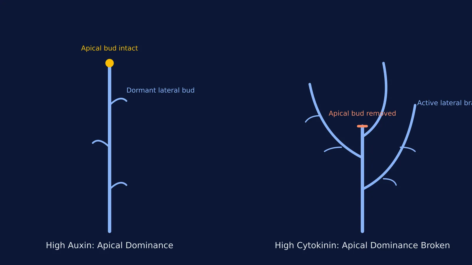 A diagram comparing a plant with high apical dominance to one where apical dominance is broken.