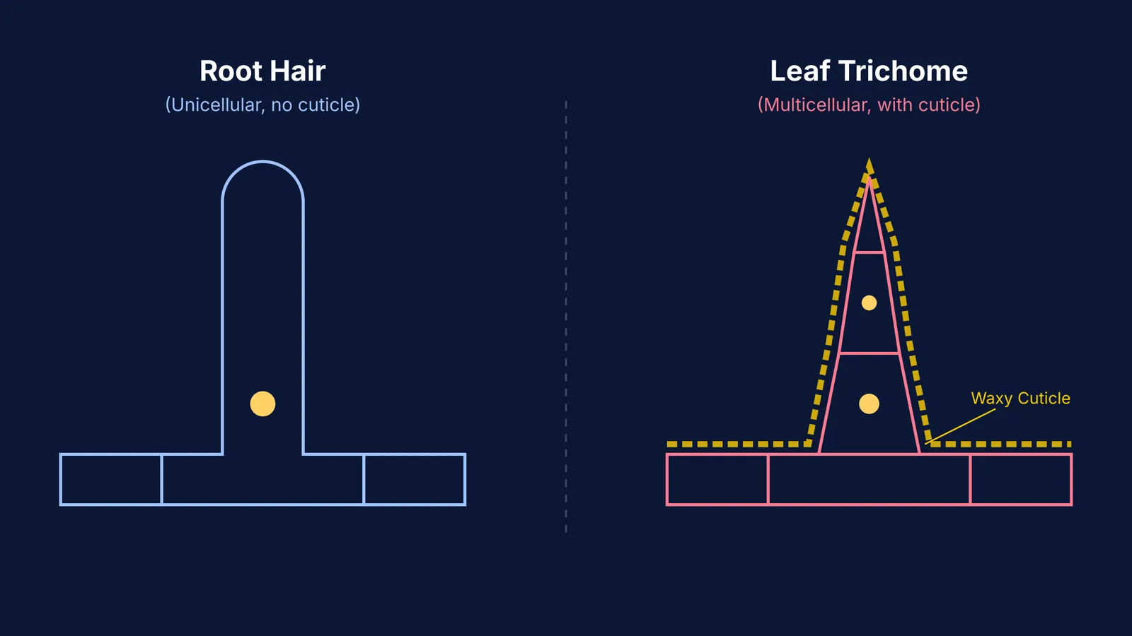 A diagram comparing a unicellular root hair and a multicellular leaf trichome with a cuticle.