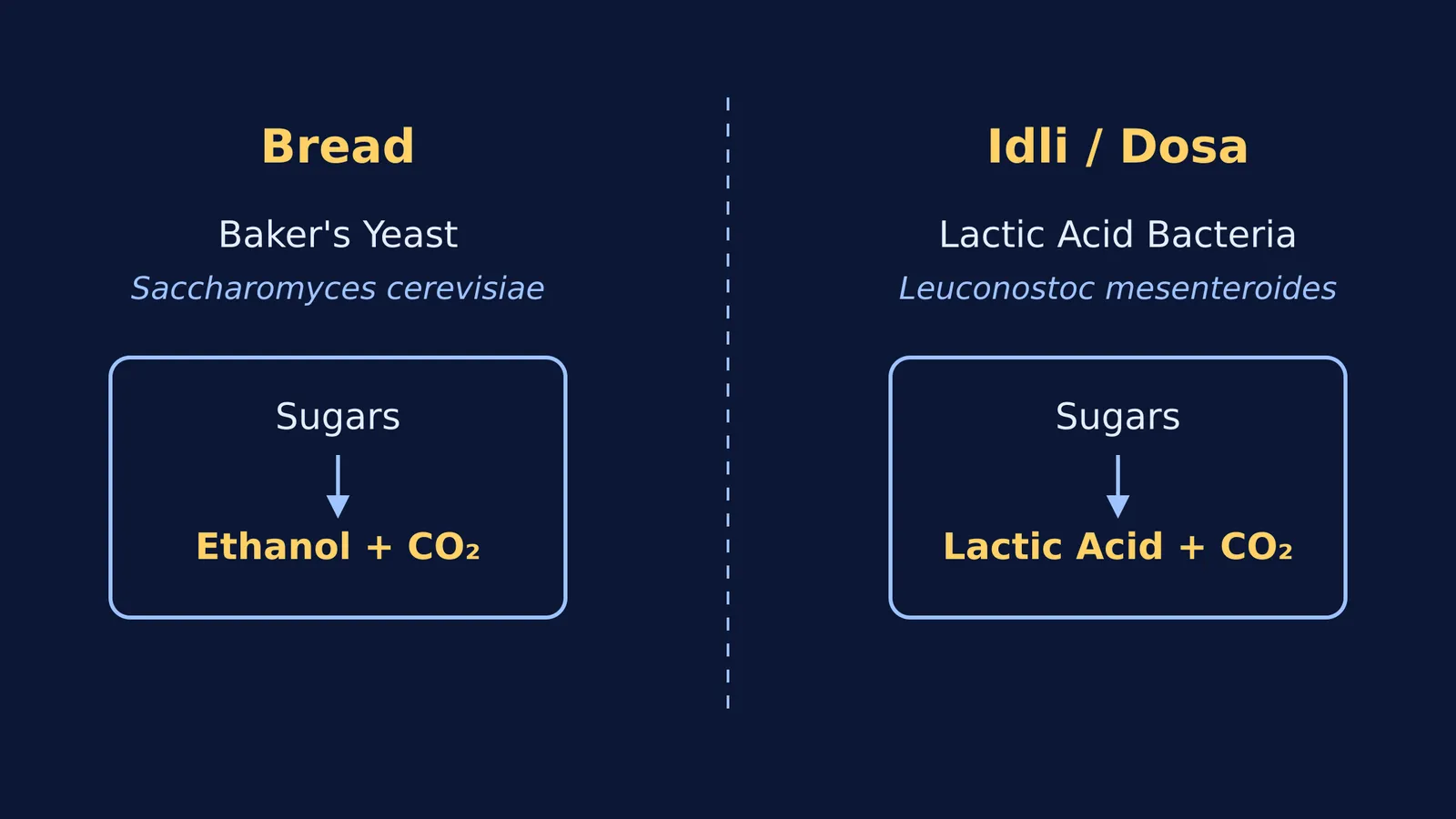 A diagram comparing bread yeast fermentation with lactic acid bacteria in idli batter.