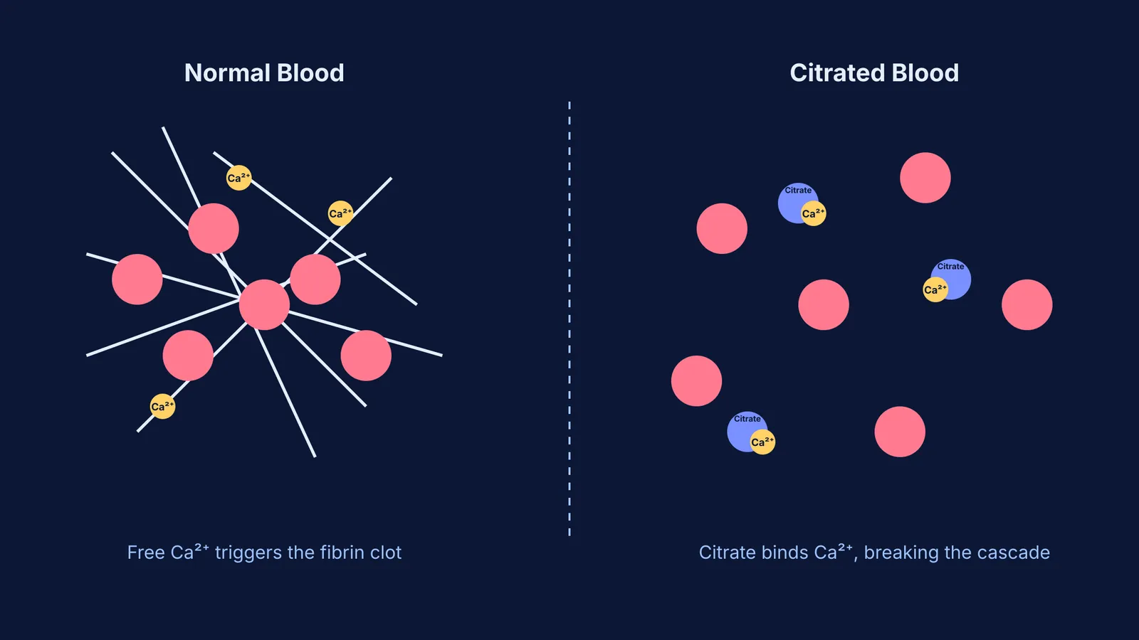 A diagram comparing normal blood, where calcium triggers a fibrin clot, to citrated blood, where citrate binds calcium.