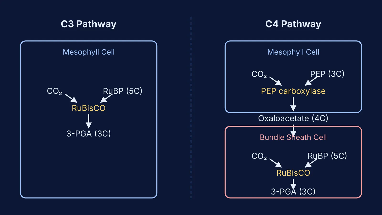 A diagram comparing the C3 and C4 carbon fixation pathways.