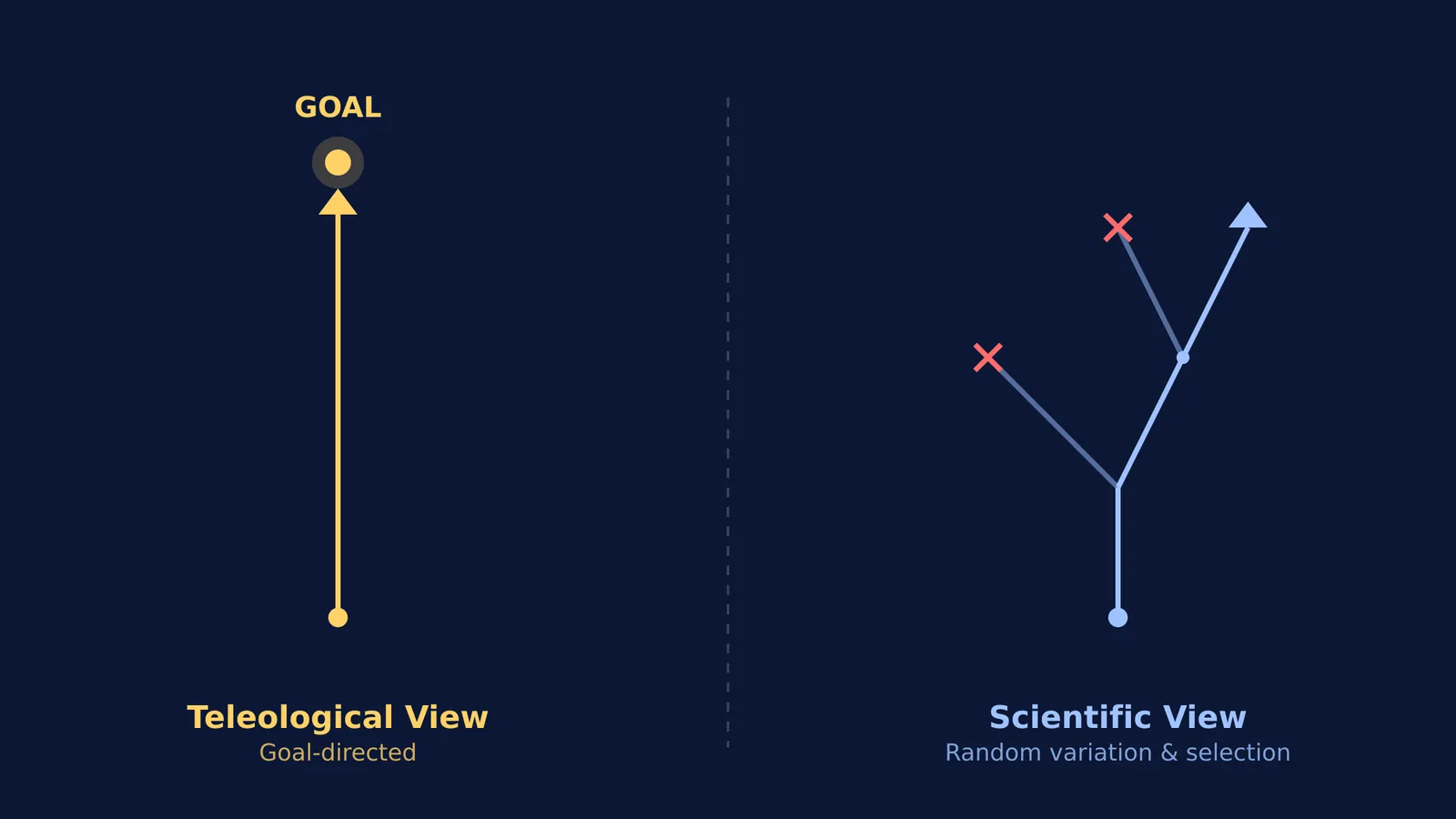 A diagram comparing the misconception of linear, goal-directed evolution against the reality of branching natural selection.