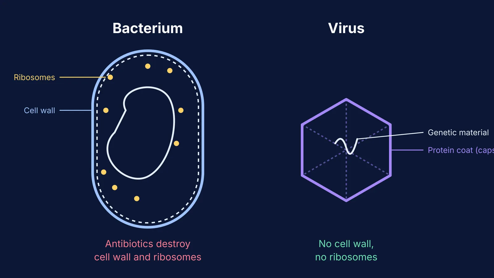 A diagram comparing the structure of a bacterium and a virus