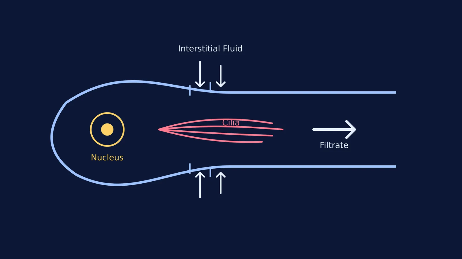 A diagram of a flame cell filtering fluid