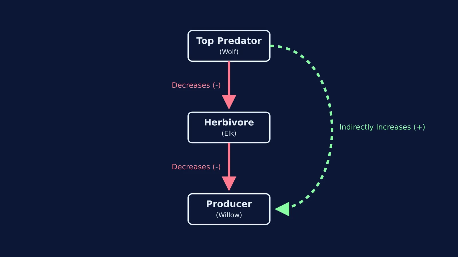 A diagram of a trophic cascade showing a top predator decreasing a herbivore, which indirectly increases a producer