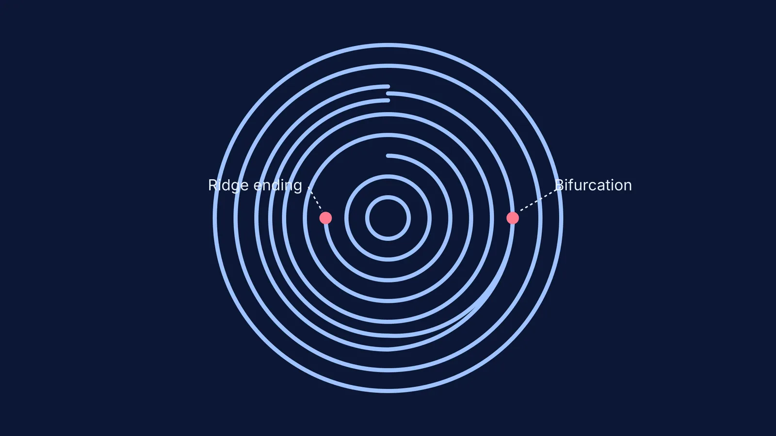 A diagram of concentric fingerprint ridges highlighting a bifurcation and a ridge ending.
