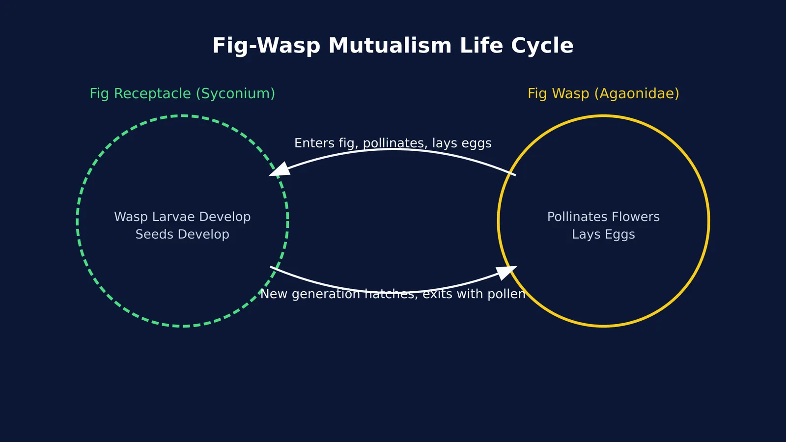 A diagram of the fig-wasp mutualism life cycle showing the exchange of pollination for a nursery